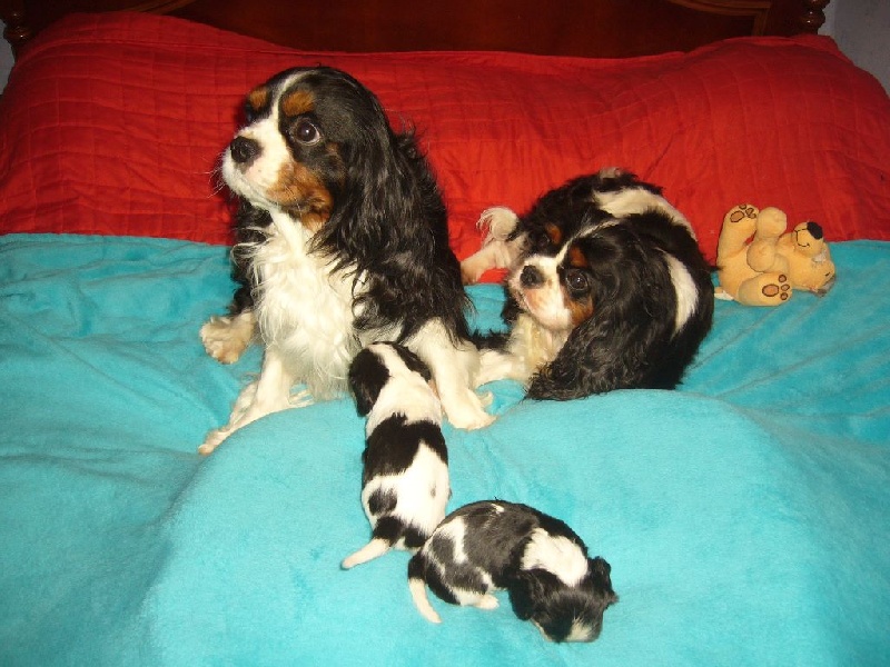 chiot Cavalier King Charles Spaniel du manoir de Bouneray